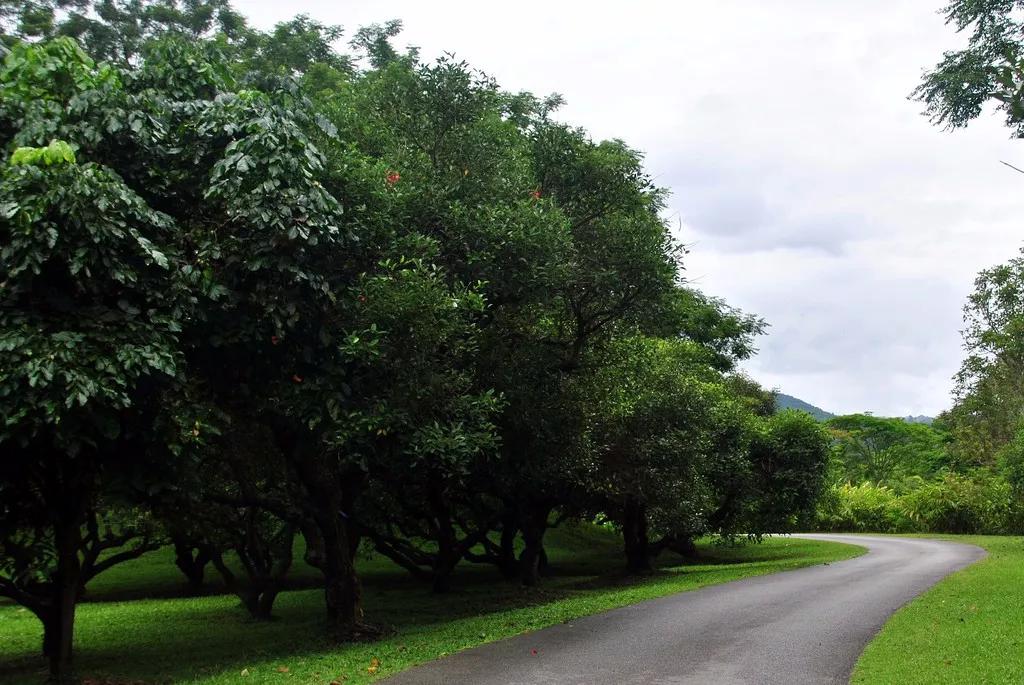 云南西双版纳旅游攻略app,云南西双版纳旅游攻略自由行12月