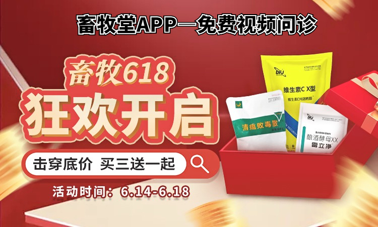 猪突然不吃食一招解决方法,猪中暑后不吃食怎么办