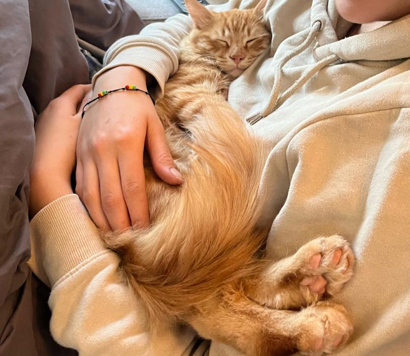 夫妇出门捡到一只小橘猫，养了两个月后发现猫咪不太对劲