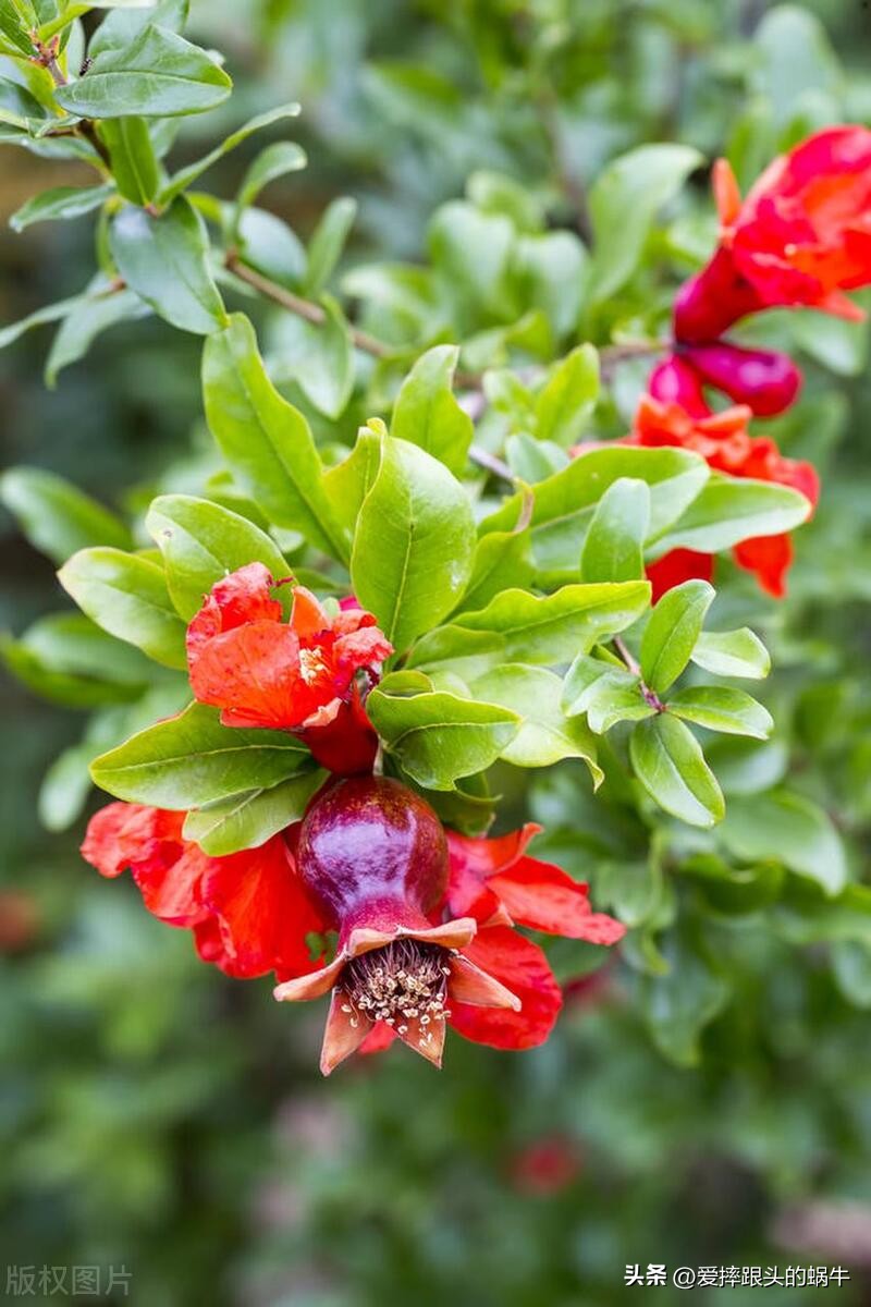 石榴花壁纸生如夏花,石榴花盛开的夏天