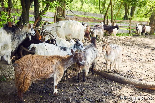 为什么穷不养牛富不养羊,为什么说穷人养羊富人养牛