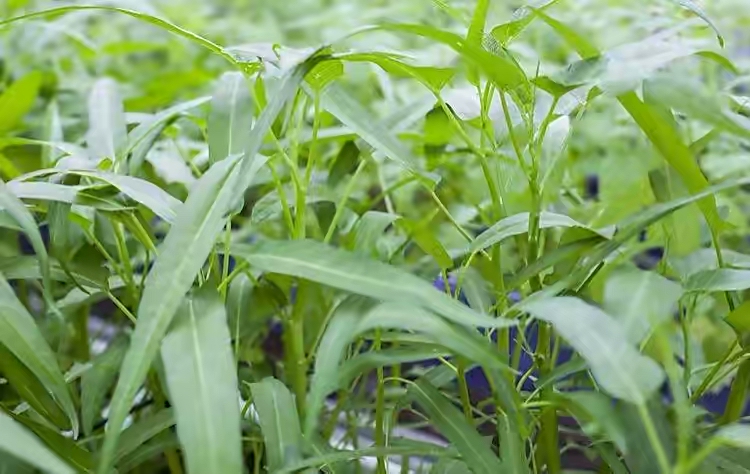 阳台种什么菜比较好,阳台适合种什么菜长得快