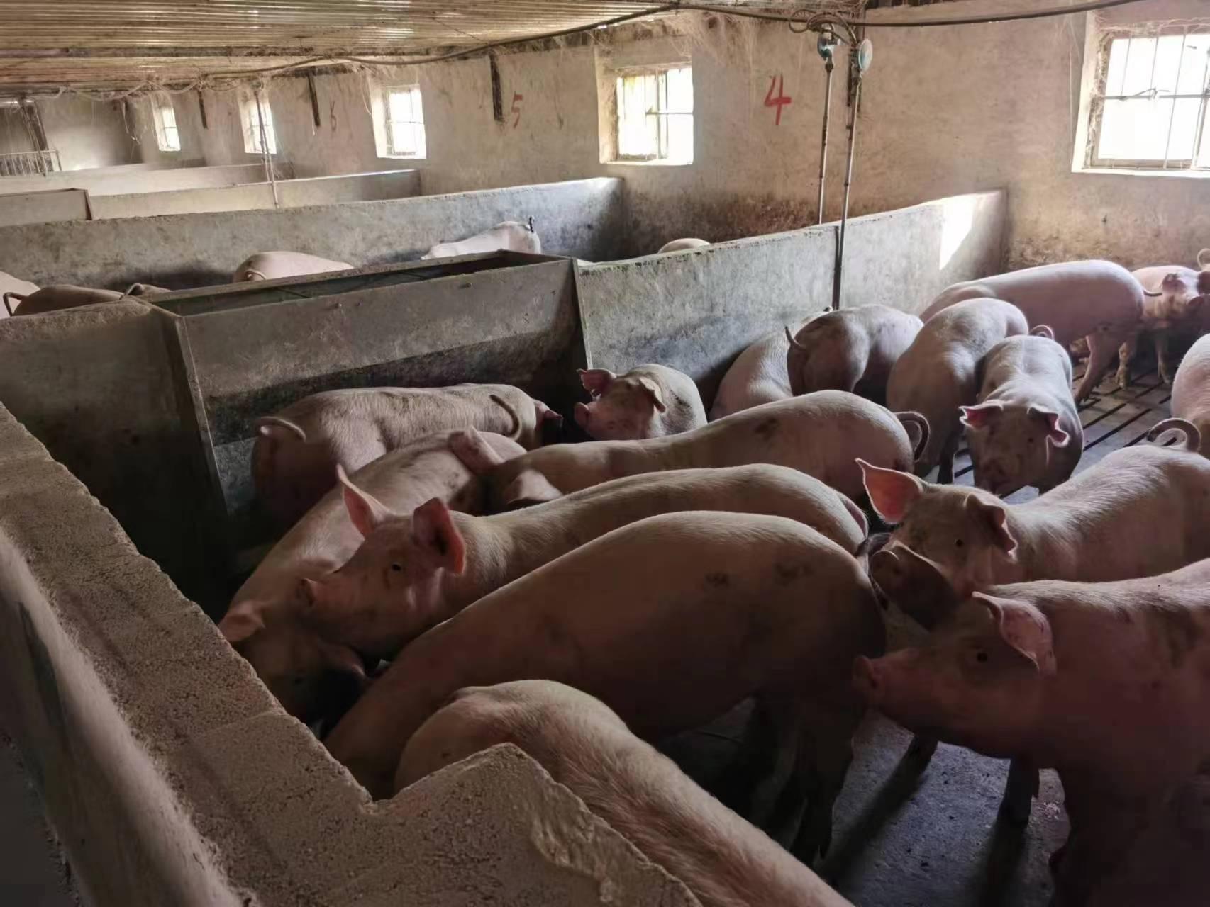 河南宁陵：退伍不褪色养殖富乡邻