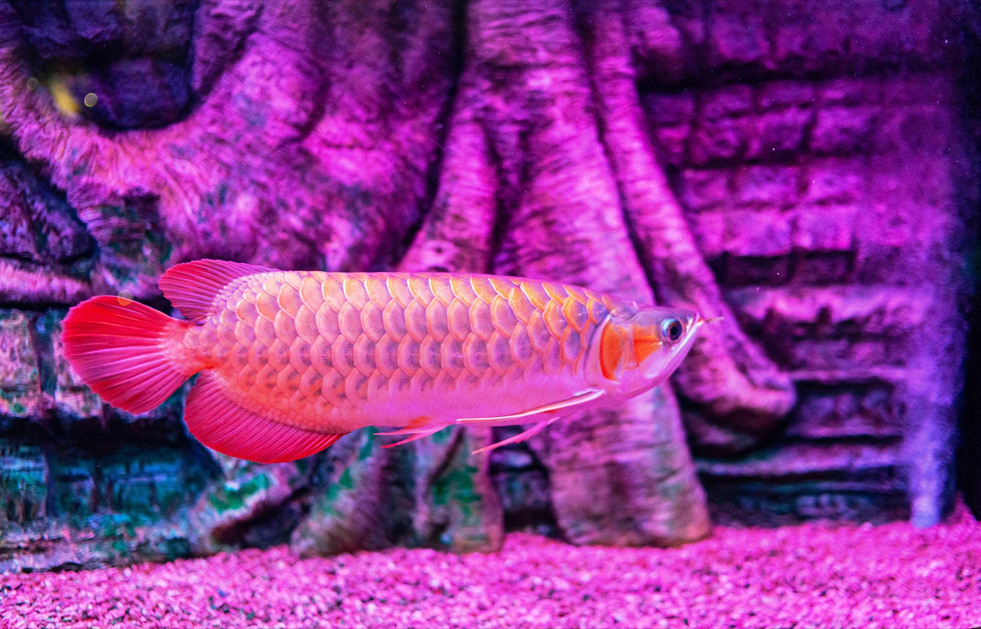 龙鱼断须伤口愈合没长出来,龙鱼的须掉了