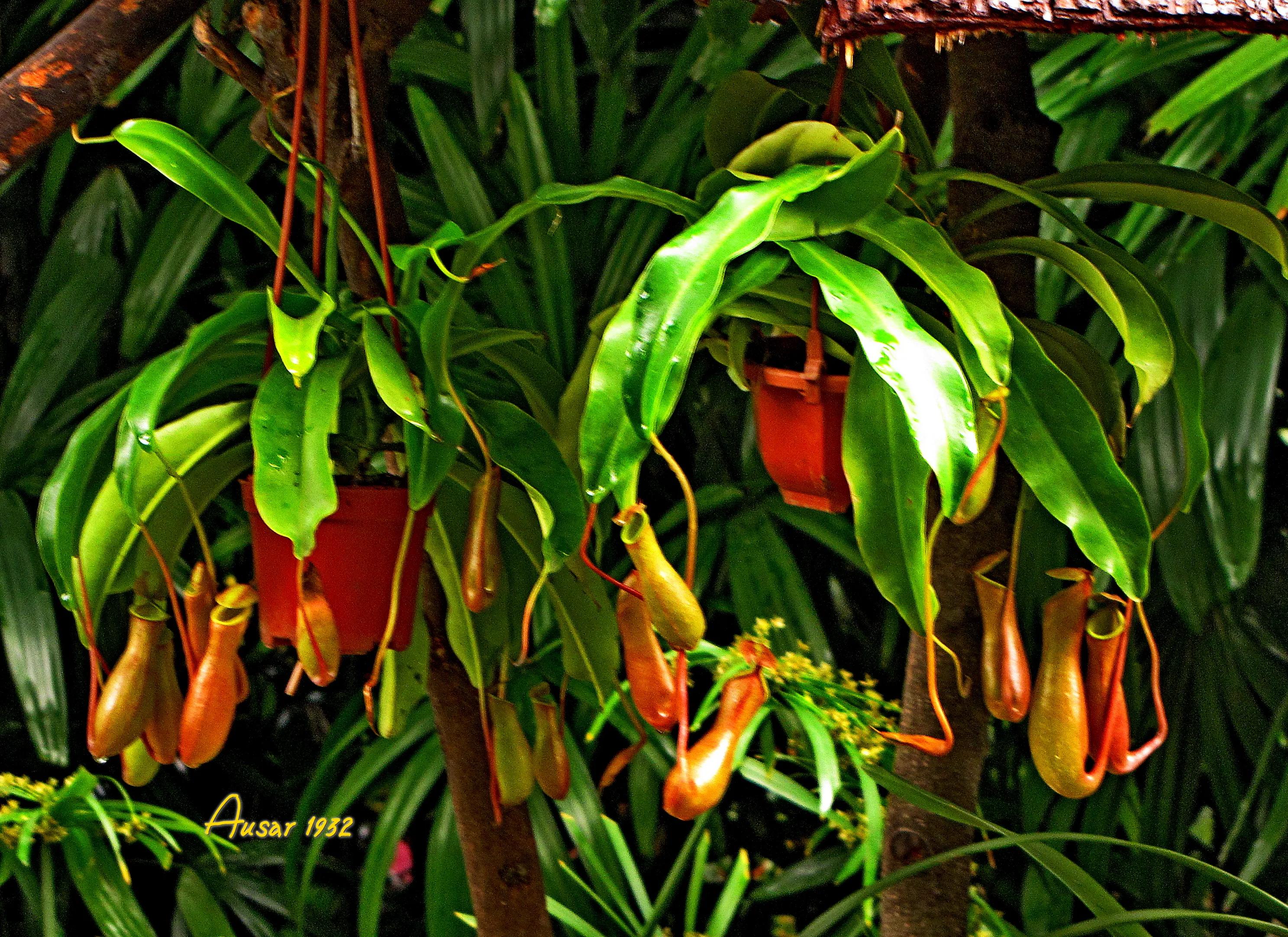 巨大猪笼草怎么捕食昆虫,小猪笼草捕食昆虫为生