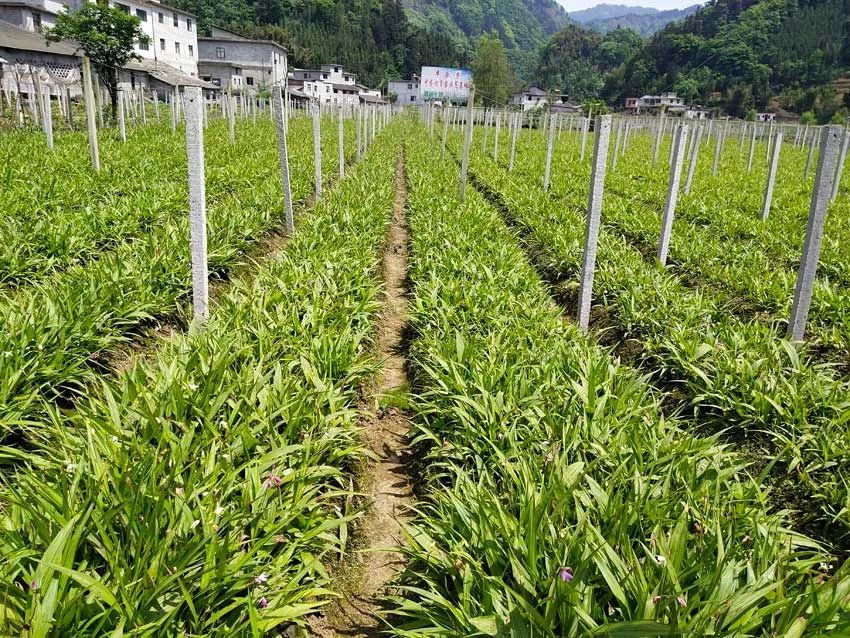 巴山蜀水美图,美图美景精彩绽放