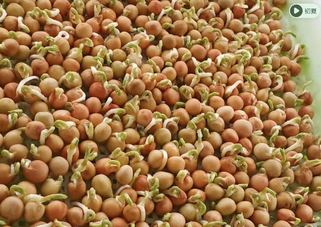 豆芽发苗神器,家用豆芽机发豆芽菜的简单方法