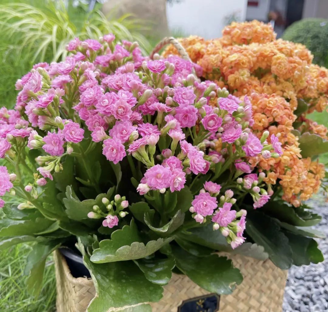 养花就养这几种高端大气上档次,养花养得又好又快的秘诀