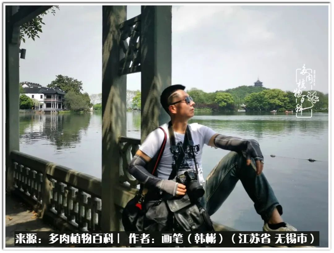 盆景多肉常遇到的问题,多肉盆景无穷小