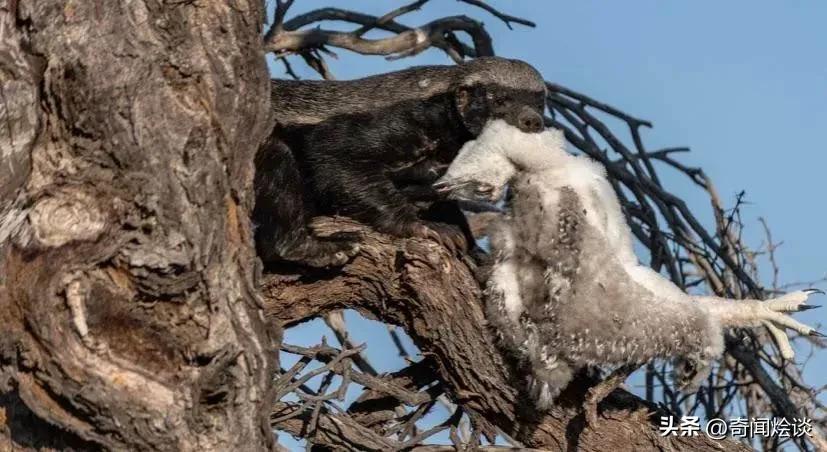 巨蟒捕食真实视频,巨蟒捕食鬣狗视频大全