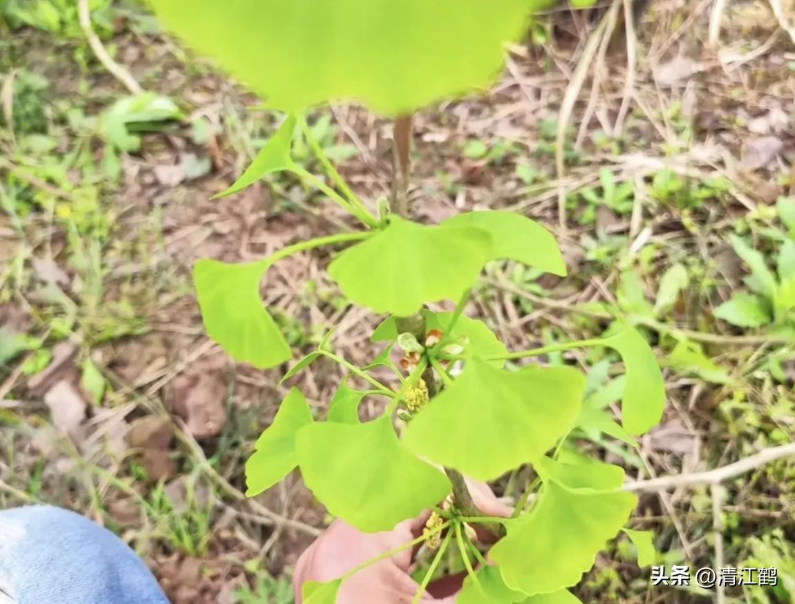 鸭掌木病害图谱及防治,鸭脚木的病害和治疗方法