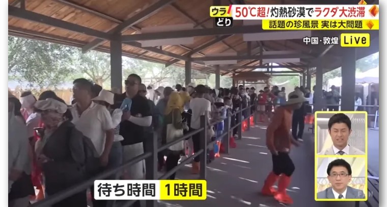 日本记者敦煌堵骆驼,日本记者直播连线冰墩墩