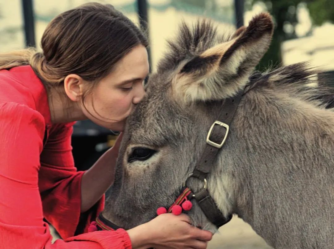关于驴的电影大全,关于驴的电影解说