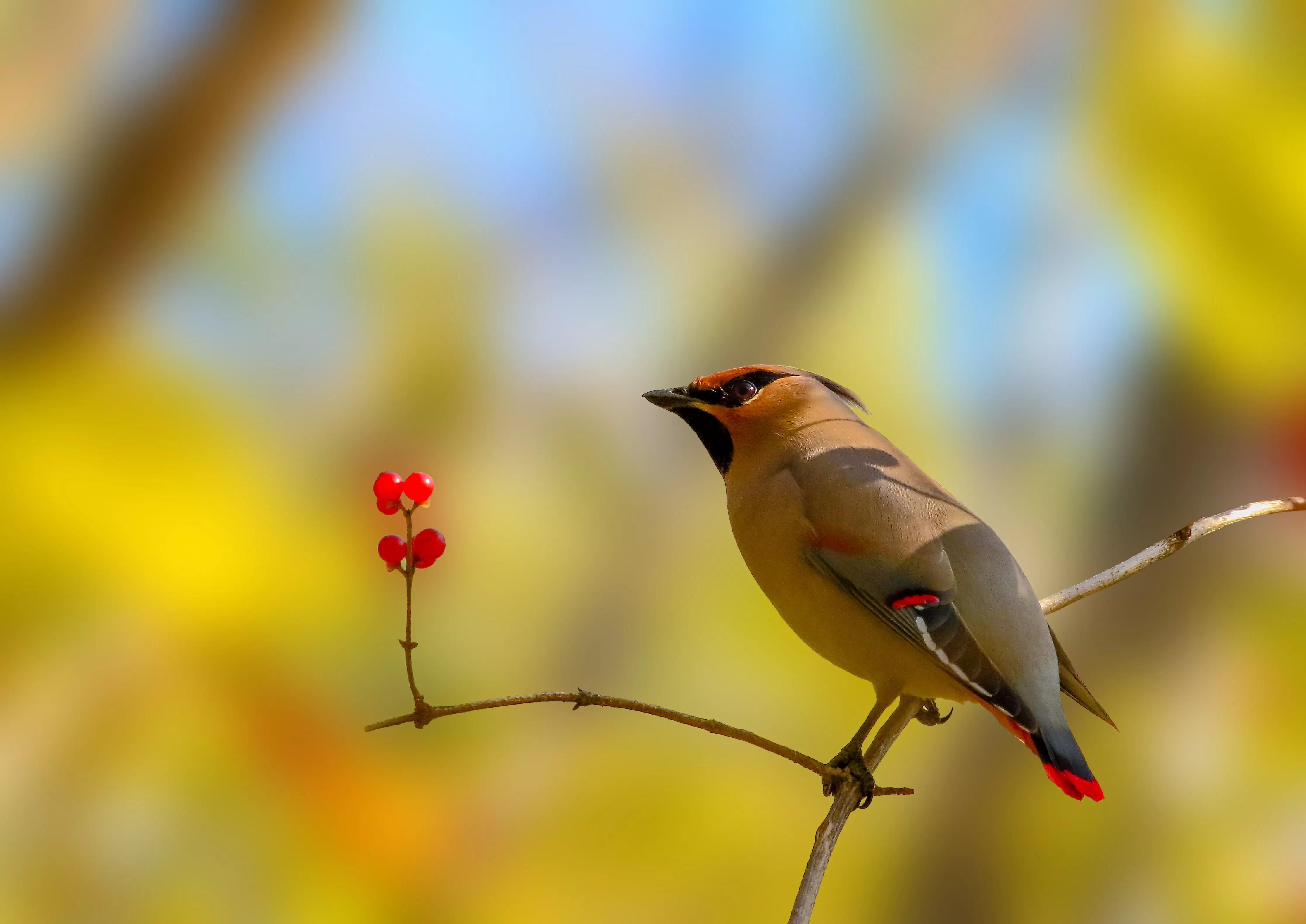 太平鸟图片大鸟,太平鸟图片大全高清壁纸