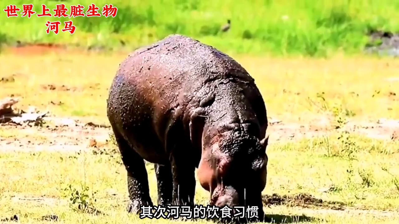 世界上最可爱动物河马,最懒动物河马