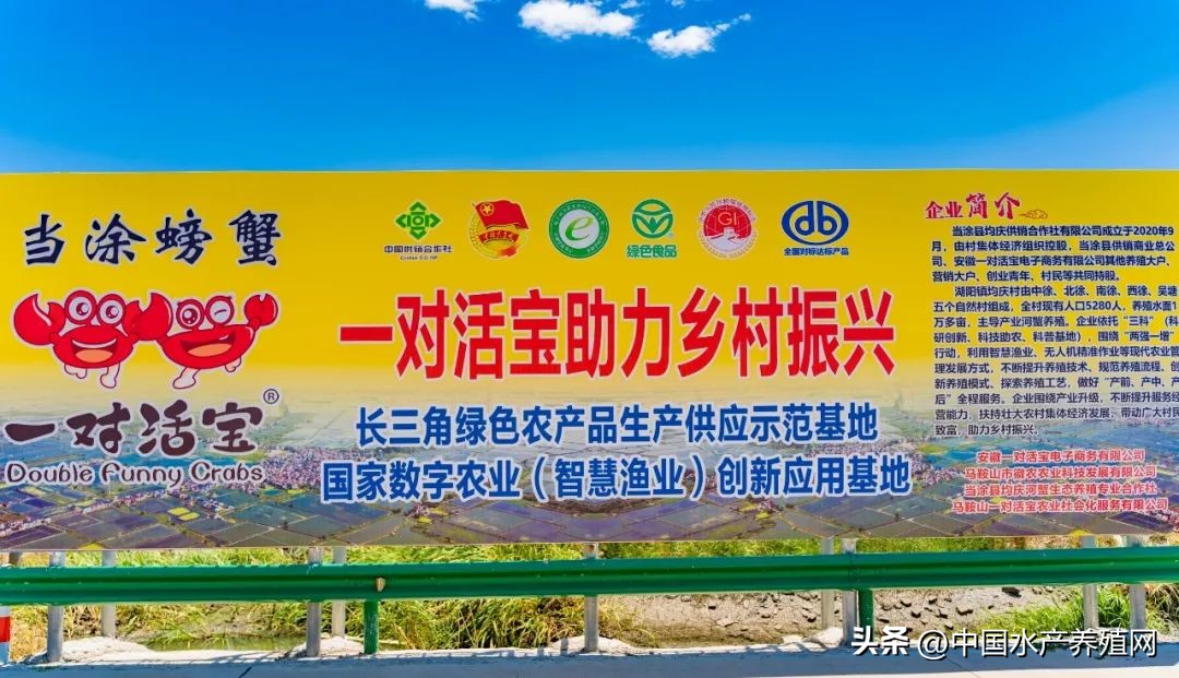 合工大食品与生物工程学院实践团：当涂凝聚青年力量赋能乡村振兴