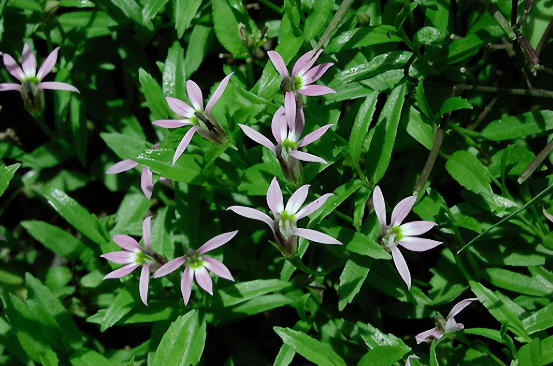 治蛇伤最好的植物,可以治蛇伤的植物是什么