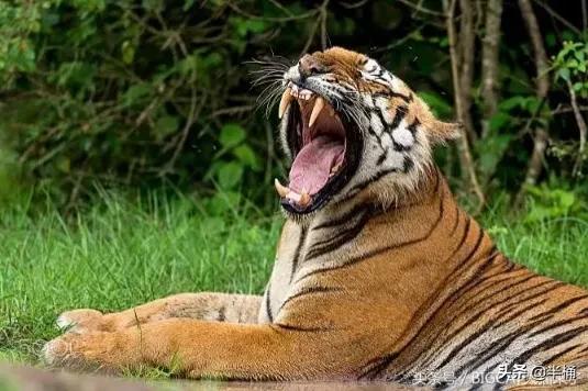 遇到老虎如何保命千万不要逃跑,在野外遇到老虎应该怎么自救