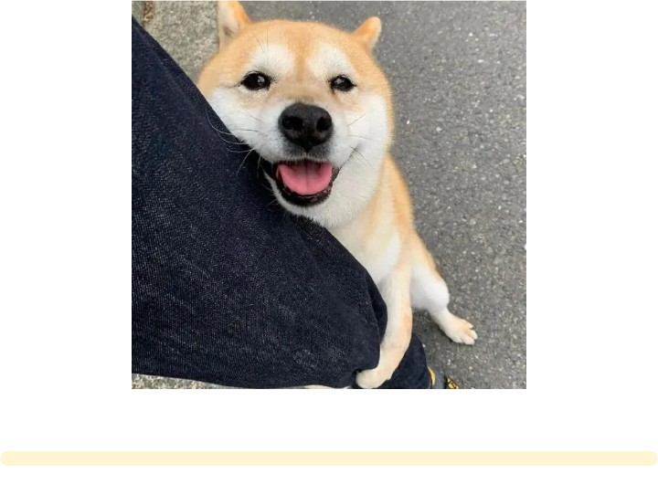 火爆外网的魔性“车座子狗”，究竟是什么梗？