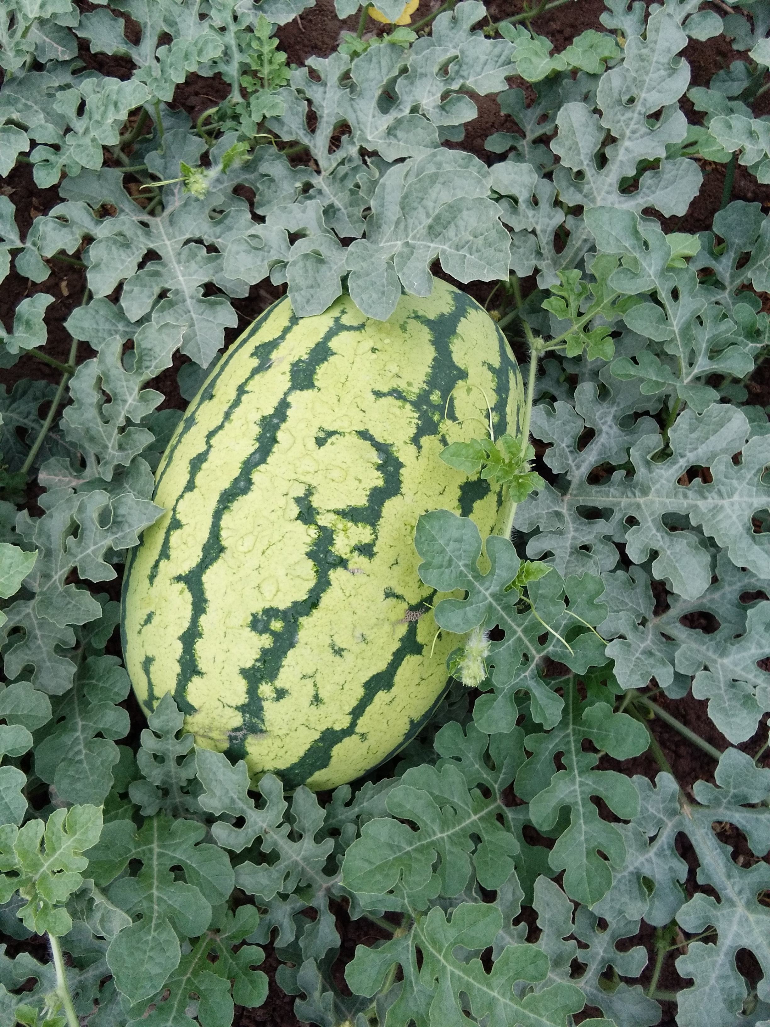 甘肃这边的水果,甘肃的水果少吗