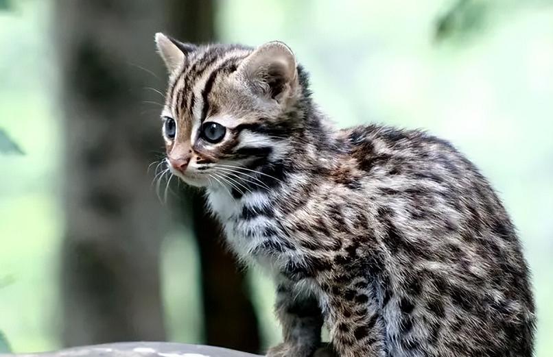 广东老太太捡了一只猫,广东老太上山捡了只小猫