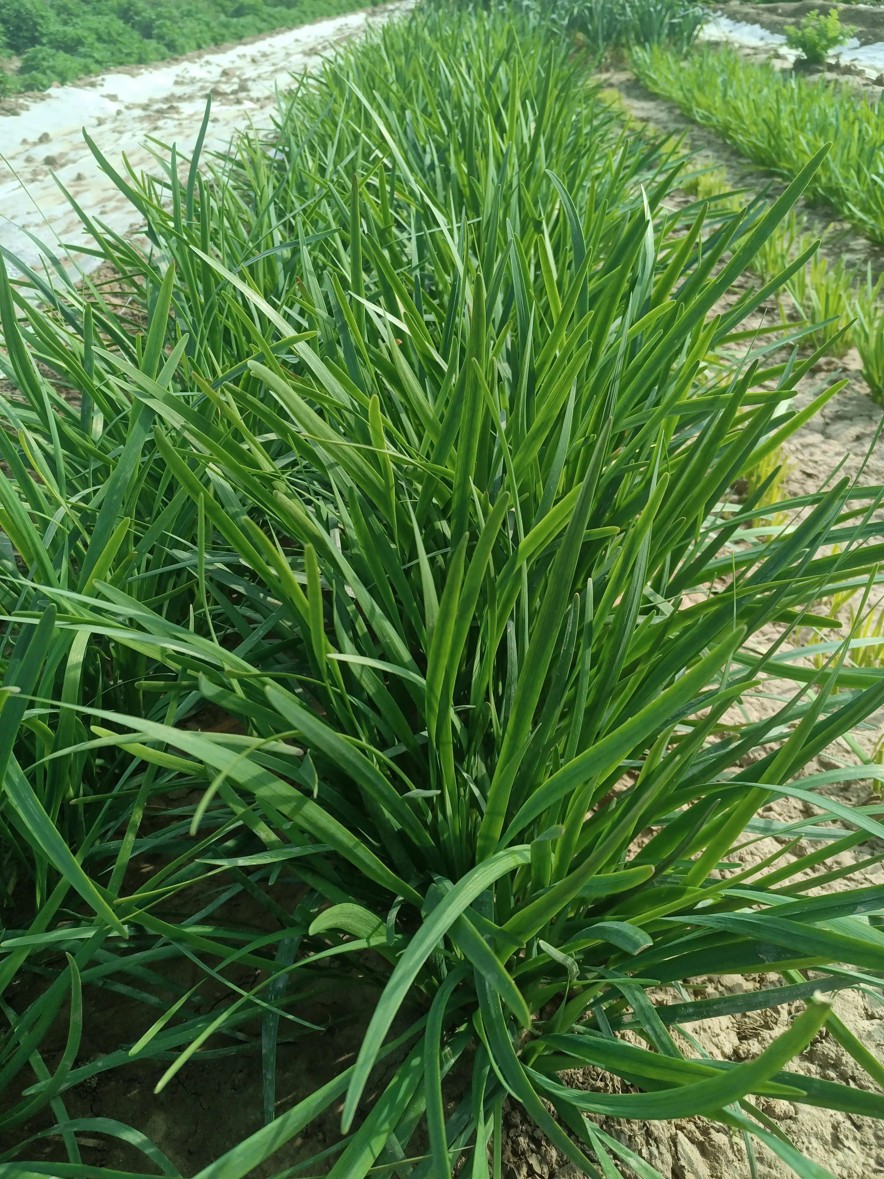 闲来无事荡秋千视频,山中荡秋千