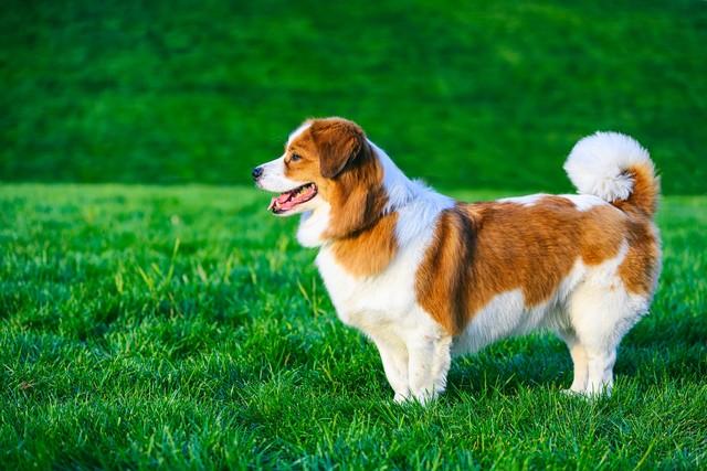 路上碰到狗怎样避免被狗咬,牵绳狗狗咬了没牵绳的狗狗怎么办