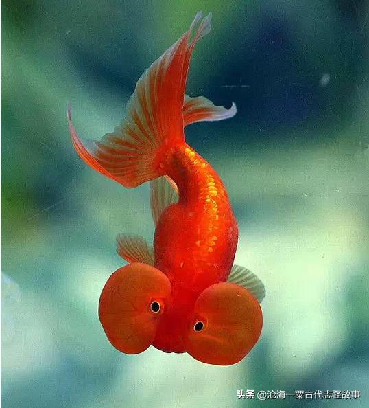 中国古代志怪故事大全,古代志怪故事五则