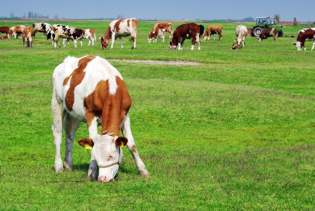 母牛产后不打栏最有效的方法,母牛产后几天可以喂饲料
