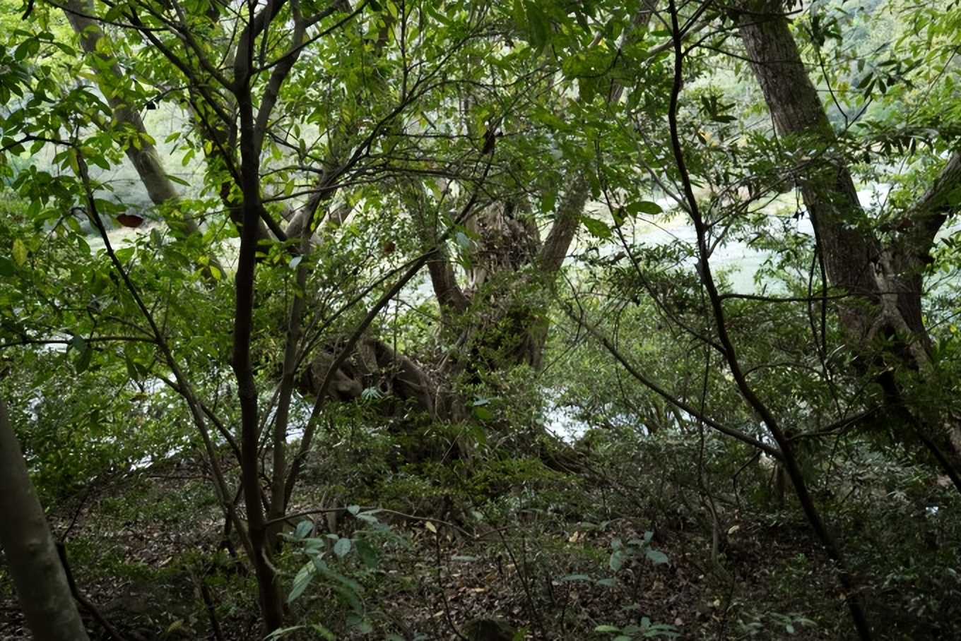 自驾游贵州黄果树旅游攻略,安顺黄果树景区旅游攻略路线推荐