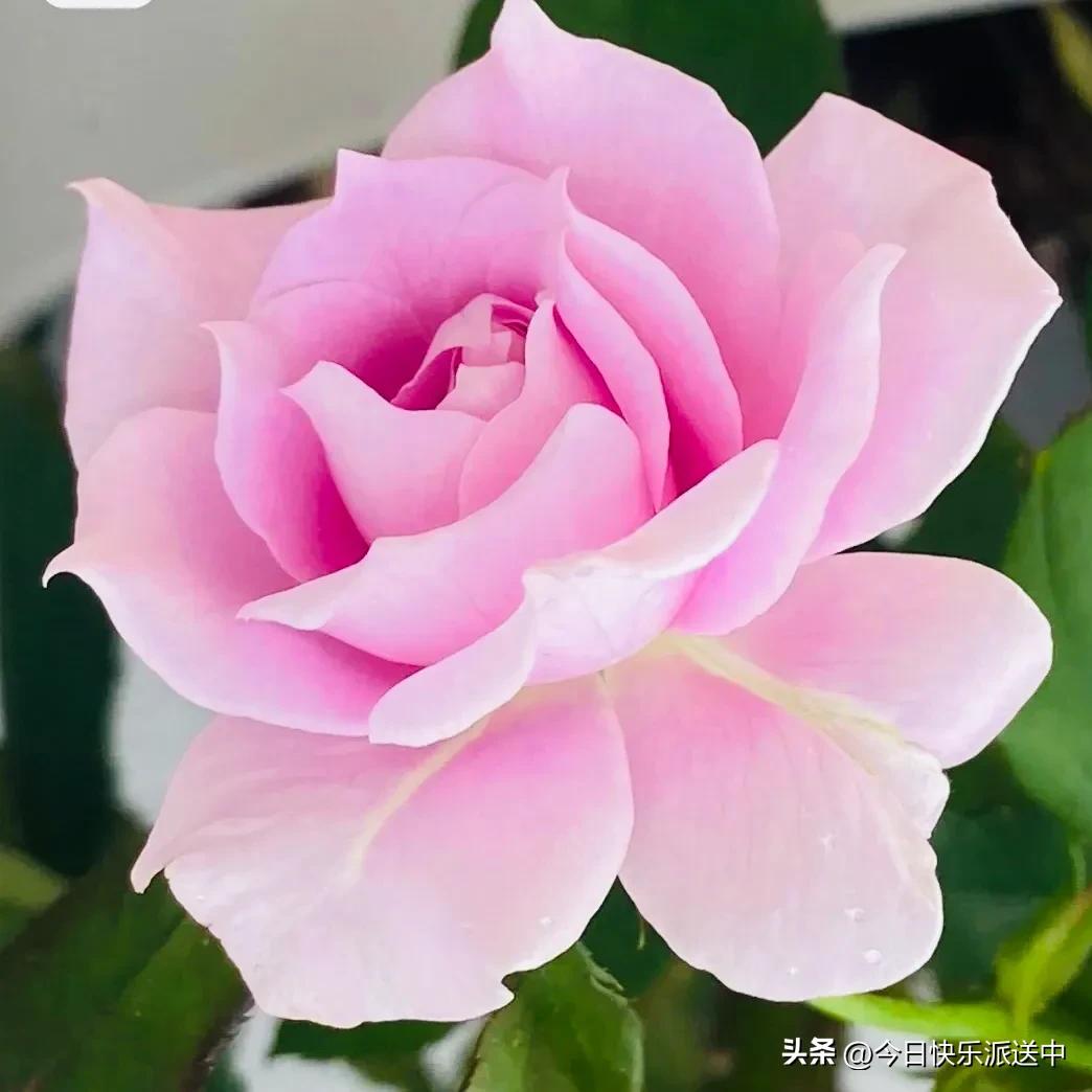 美醉了的月季花图片,各种颜色的月季花图片