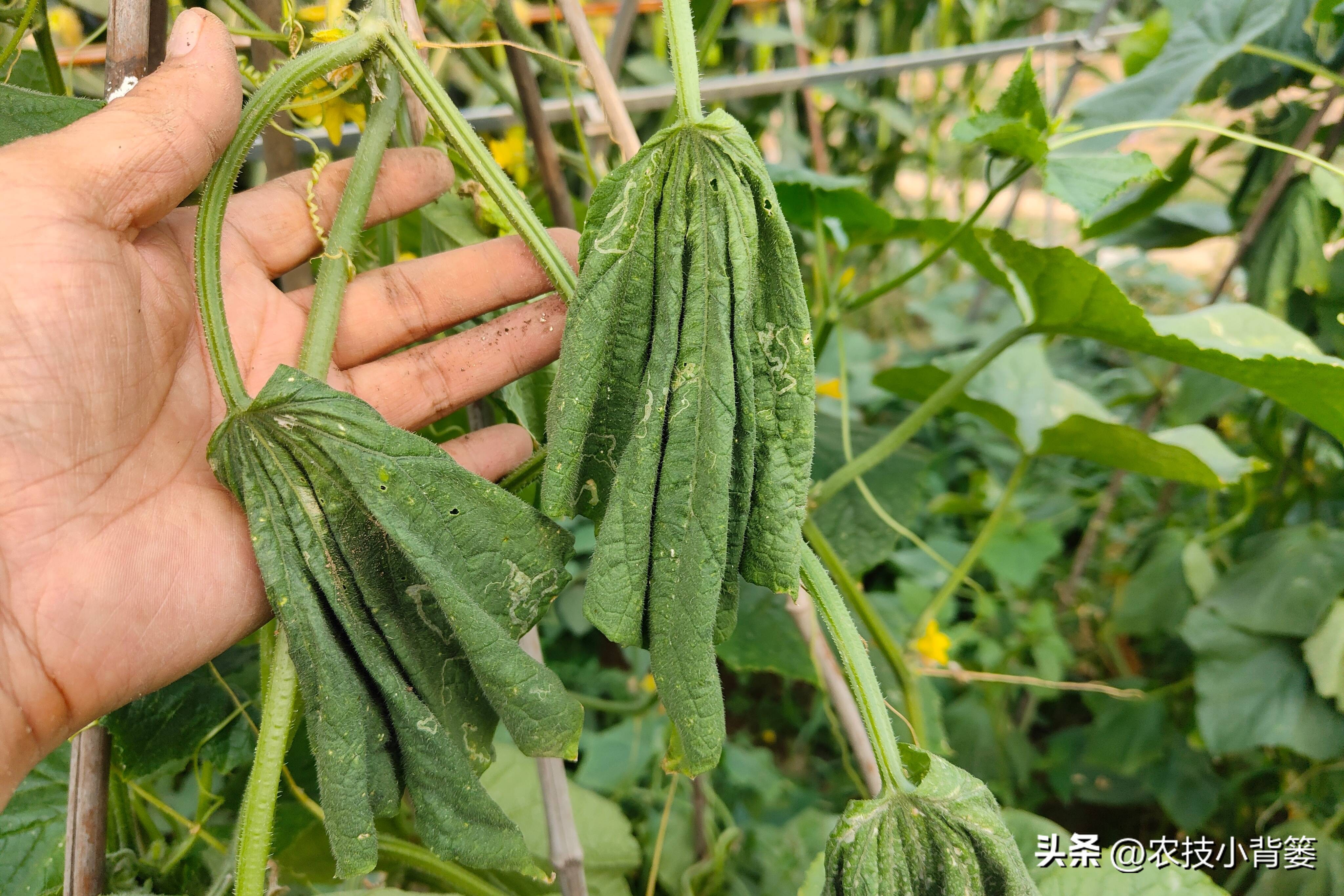 什么杀菌剂有控旺的功效,治死苗烂根最好的杀菌剂是