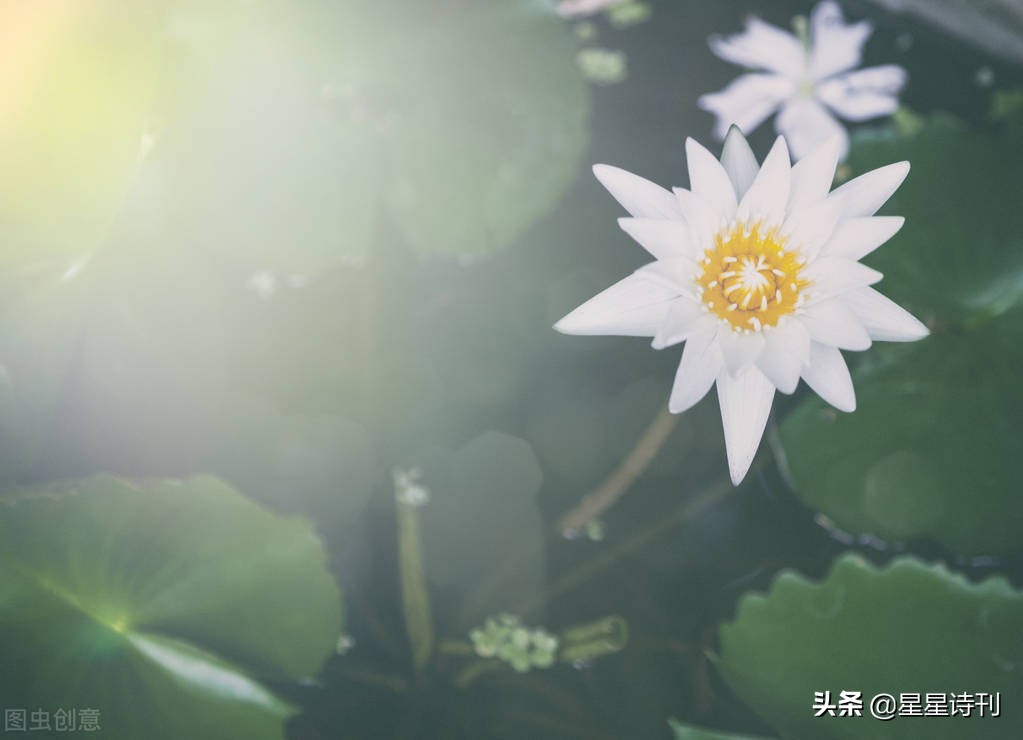 2022短诗大赛,2021年短诗大赛