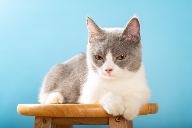 十大适合家养猫咪优缺点,最适合养的十大猫咪