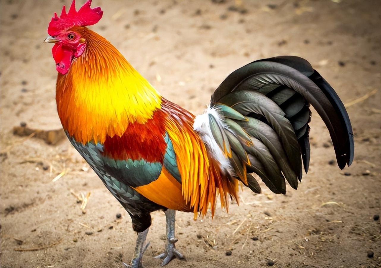 为什么五毒之一蜈蚣却毒不死公鸡,为什么五毒之一的蜈蚣不死大公鸡