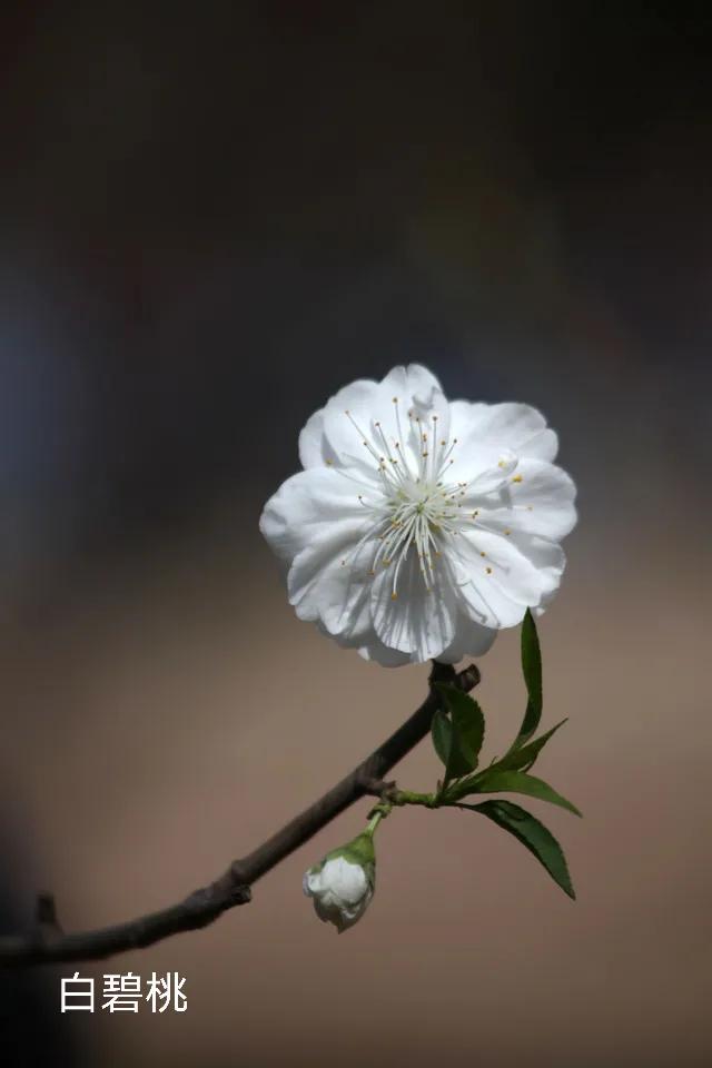 100种花草图片欣赏,50种花草图片大全