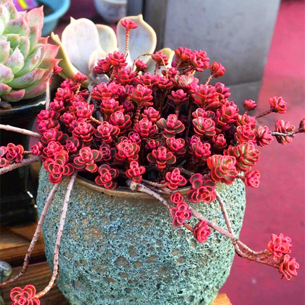 十二卷多肉的品种图鉴,100种多肉植物图片大全