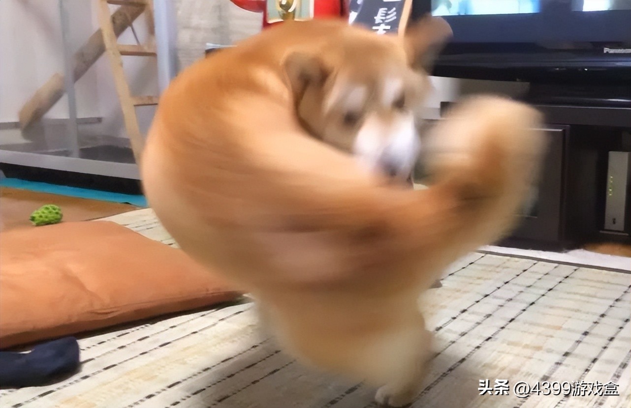 表情包们打起来了！快看肌肉萌宠们的魔性沙雕格斗