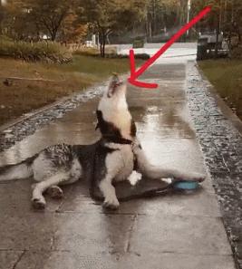 哈士奇西伯利亚雪橇犬,纯种西伯利亚雪橇犬哈士奇