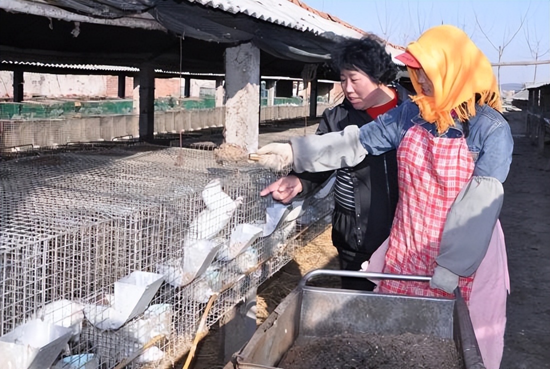水貂养殖新技术,水貂皮草的养殖方法与技术