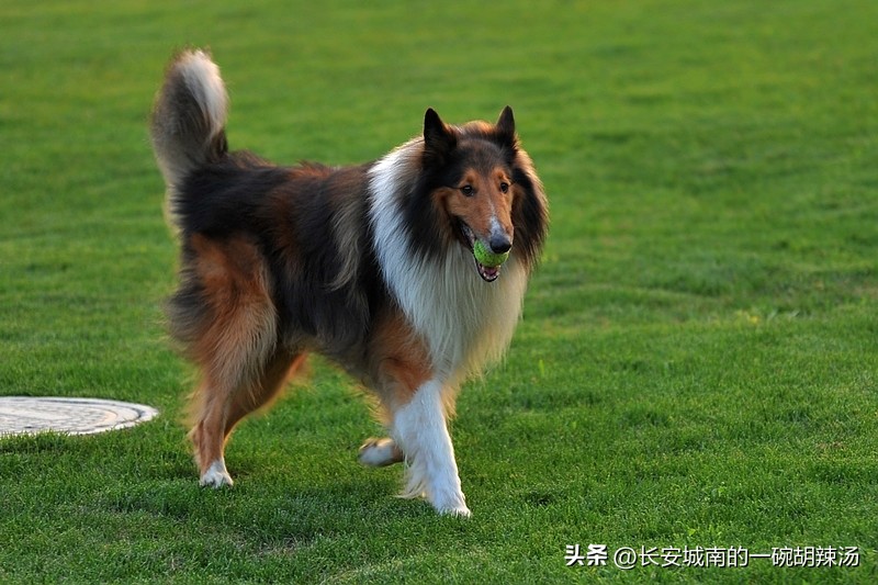 世界名犬狗狗品种大全,世界名犬下司犬排名