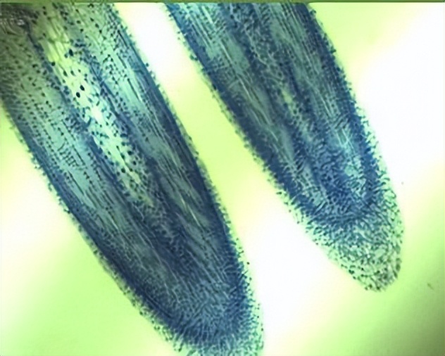 氧化锌在饲料里的作用,氧化锌纳米材料的制备