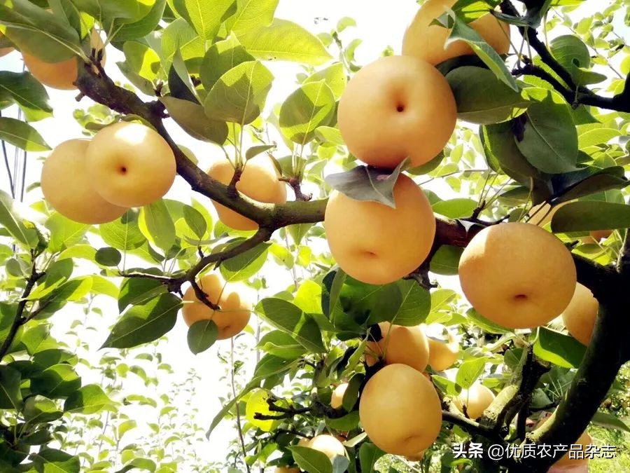 土味广告文案,土味炒鸡广告文案