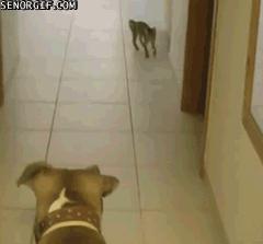 两只猫打架喵星人殊死搏斗满嘴毛,两只猫打架互拔胡子