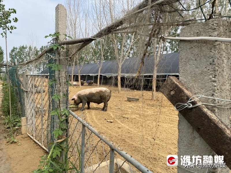特色种养殖为乡村振兴添动能,实地调研把脉农业产业发展
