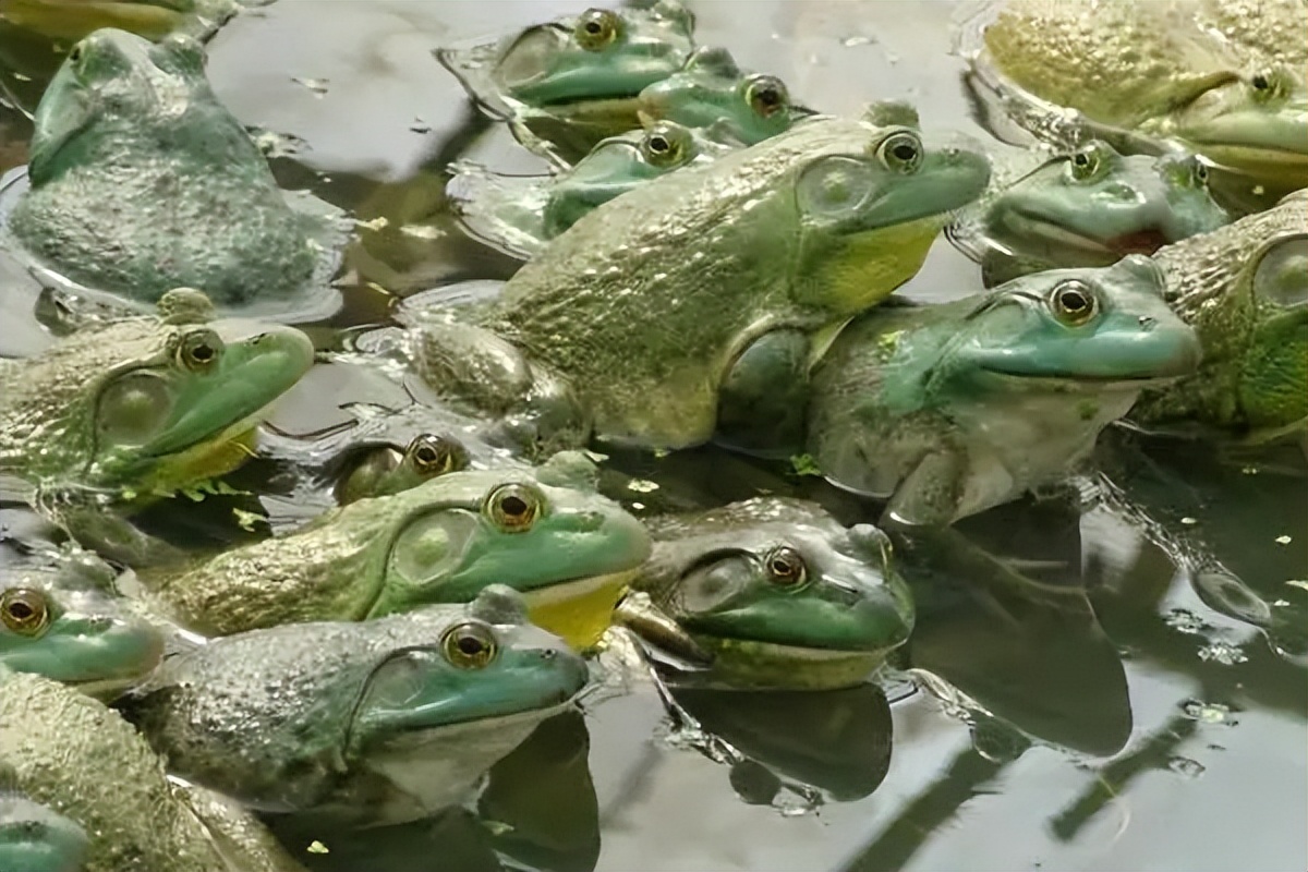 牛蛙红肚病怎么用药,牛蛙急性肠胃炎的表现症状有哪些