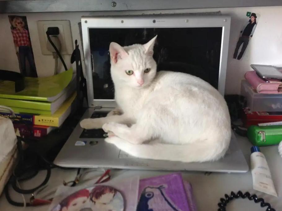 怎么拒绝室友在宿舍养猫,在寝室里养猫室友是一种什么反应