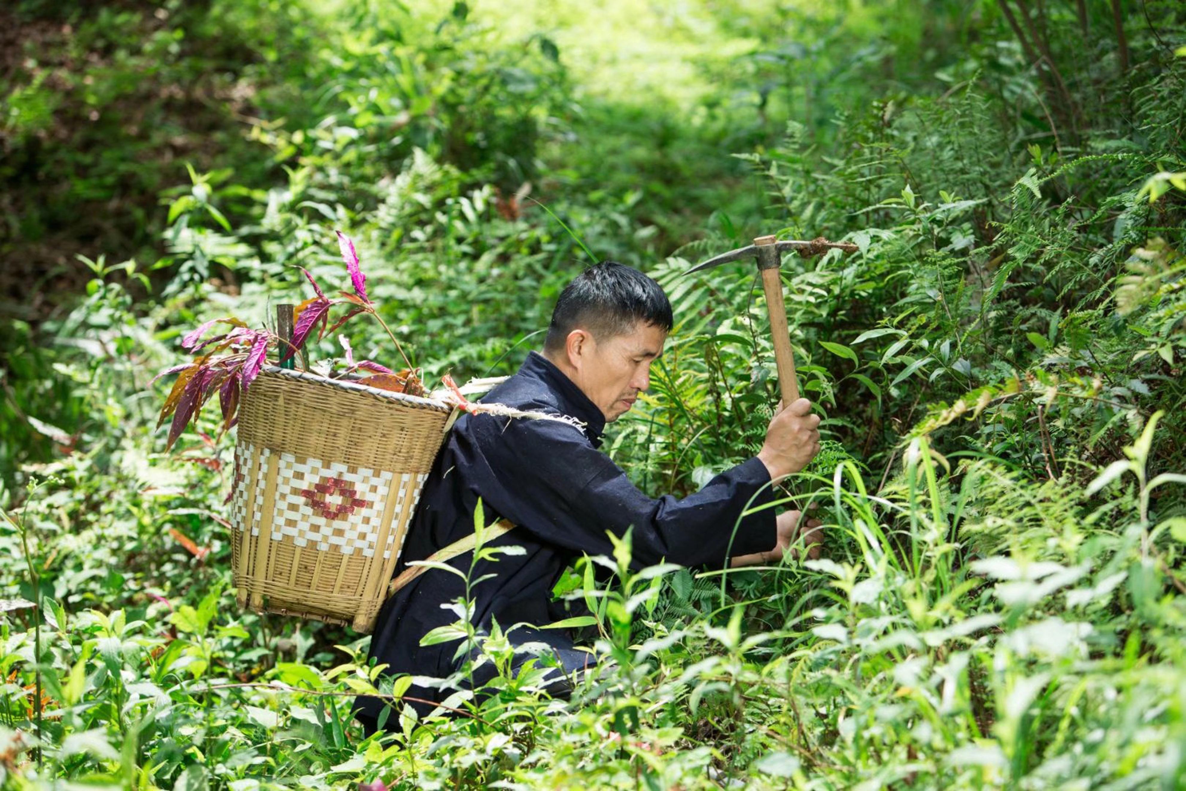 骨伤苗医专家遭遇电商移花接木式虚假宣传，结局令人欣慰