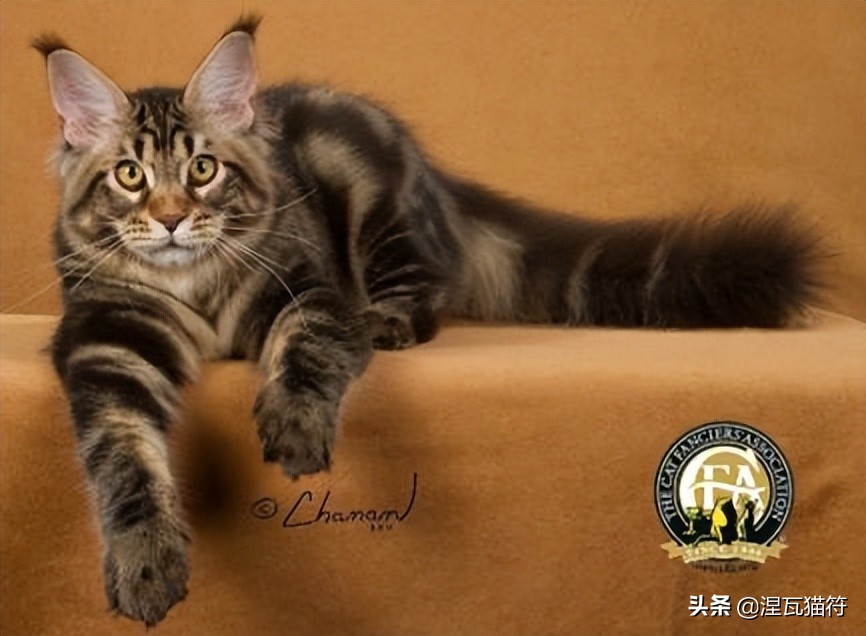 缅因库恩猫银虎斑,缅因猫浅银虎斑