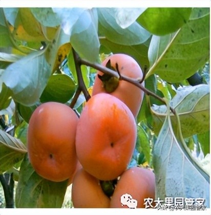 优质果树苗木品种介绍,最好的新品种苹果苗木